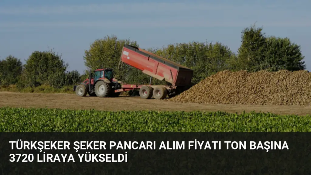 TÜRKŞEKER Şeker Pancarı Alım Fiyatı Ton Başına 3720 Liraya Yükseldi