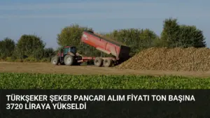 TÜRKŞEKER Şeker Pancarı Alım Fiyatı Ton Başına 3720 Liraya Yükseldi